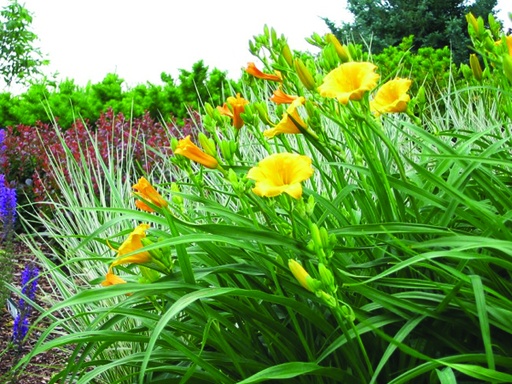 Stella de Oro Daylily : 1 Gallon