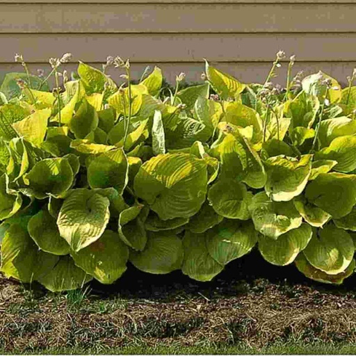 Sum and Substance Hosta : 1 Gallon