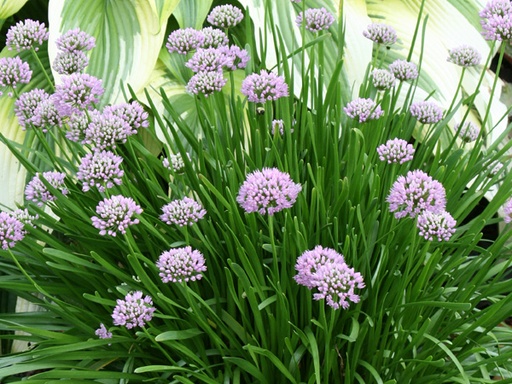 Summer Beauty Ornamental Onion : 1 Gallon