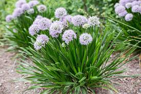 Summer Peek-a-Boo Ornamental Onion : 1 Gallon