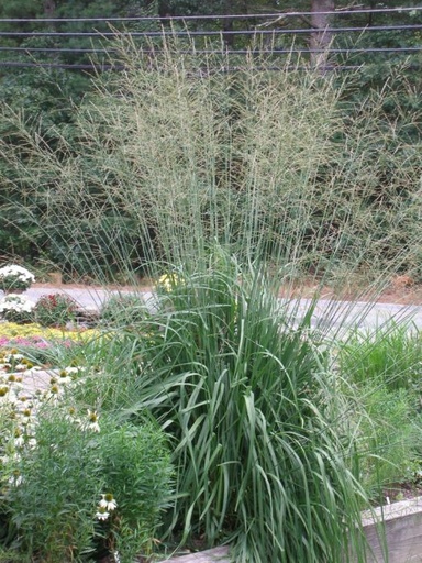Skyracer Tall Moor Grass : 1 Gallon