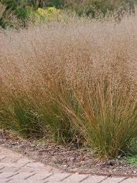 Tara DropSeed Grass : 1 Gallon