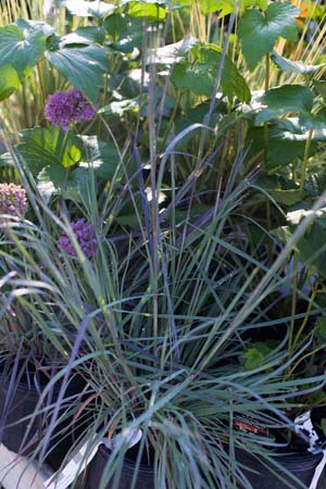 The Blues Bluestem Grass : 1 Gallon
