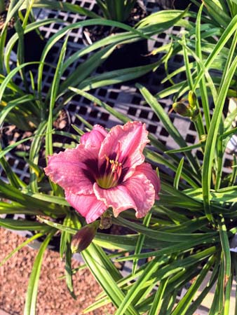 The Parsons Choice Daylily : 1 Gallon