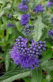 Dark Knight Bluebeard : 5 Gallon