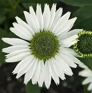 Virgin Coneflower : 1 Gallon