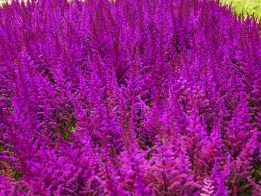 Visions in Red Astilbe : 1 Gallon