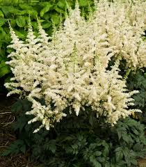 [Astilbe chinensis 'Visions' : 1 Gallon] Astilbe chinensis 'Visions' ® : 1 Gallon