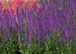 Wesuwe Meadow Sage : 1 Gallon