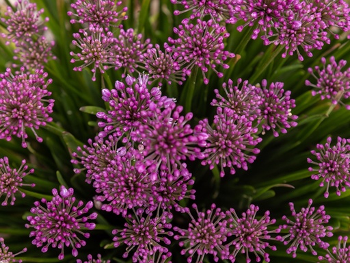 Windy City Ornamental Onion : 1 Gallon