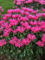 Electric Neon Pink Bee Balm : 1 Gallon