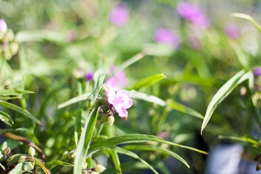 Sweet Kate Spiderwort : 1 Gallon