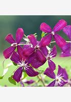 Sweet Summer Love Clematis PW : 1 Gallon