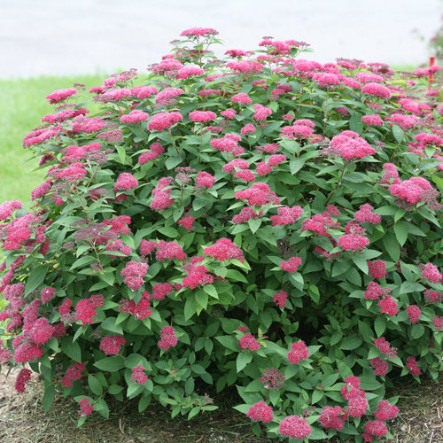 [Double Play Red Spirea : 3 Gallon] Double Play Red Spirea ® PW : 3 Gallon