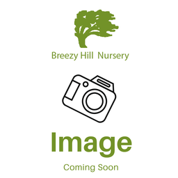 Russell Milstead Burning Bush : 30 Inch