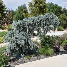 Blue Falls Spruce : 9 Foot