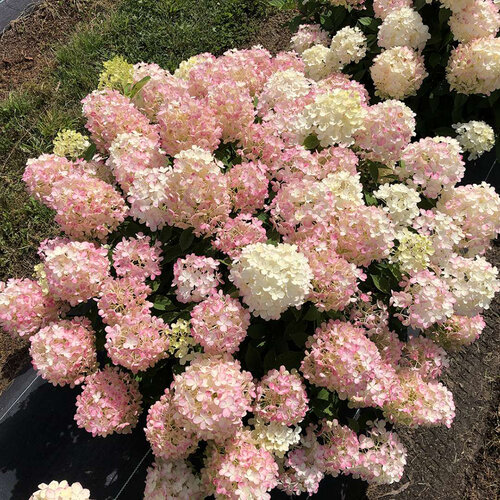 Fire Light Tidbit Hydrangea ® PW : 3 Gallon
