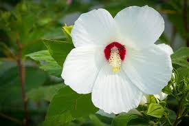 Hibiscus Moscheutos Swamp Mallow : 1 Gallon
