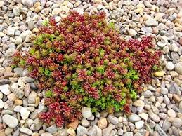 Coral Carpet Sedum : Cell