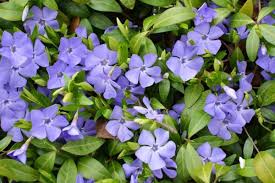 Dart's Blue Vinca Minor Periwinkle : Cell