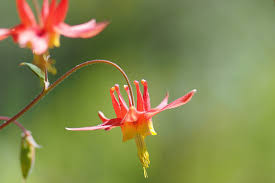 Aquilegia Canadian/Wild Columbine : 1 Gallon