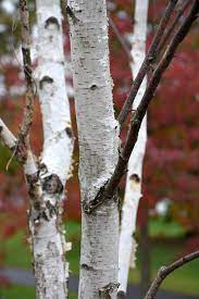 White Satin Birch : 25 Gallon