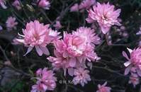 Chrysanthem Magnolia : 15 Gallon