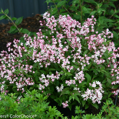 Yuki Cherry Blossom Deutzia ® PW : 3 Gallon