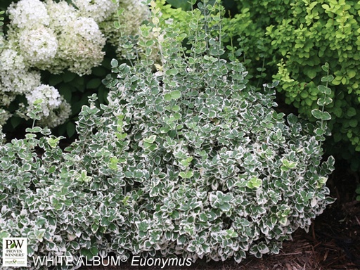 White Album Wintercreeper Euonymus ® PW : 3 Gallon