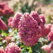 Limelight Prime Hydrangea ® PW : 5 Gallon