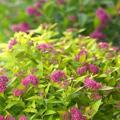[Double Play Gold Spirea : 3 Gallon] Double Play Gold Spirea ® PW : 3 Gallon