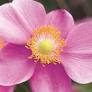 September Charm Anemone : 1 Gallon