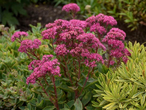 Carl Sedum : 1 Gallon