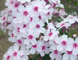 Flame White Eye Phlox : 1 Gallon