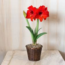Amaryllis Double Stem - Assorted : 6 Inch Pot