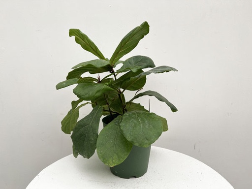 Fiddle Leaf Fig : 6 Inch Pot
