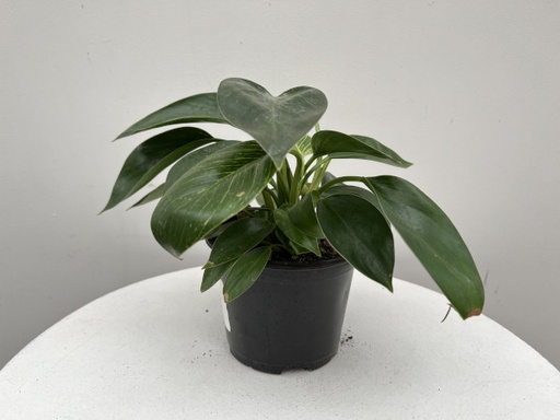 Philodendron 'Birkin' : 6 Inch Pot