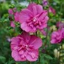 Magenta Chiffon Rose of Sharon ® PW : 3 Gallon