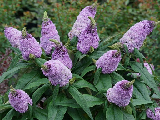 [Pugster Amethyst Butterfly Bush : 3 Gallon] Pugster Amethyst Butterfly Bush ® PW : 3 Gallon