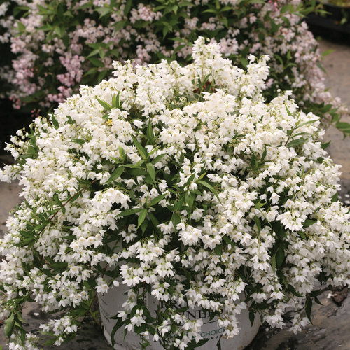 Yuki Snowflake Deutzia ® PW : 3 Gallon