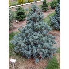 Cleary Pine : 9 Foot