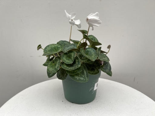 Cyclamen : 6 Inch Pot