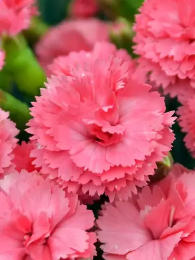 Classic Coral Dianthus : 1 Gallon