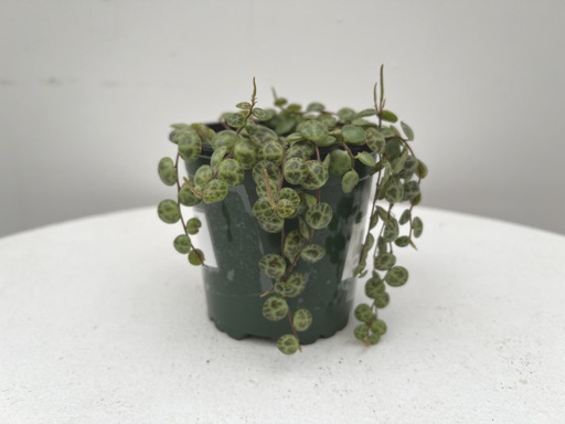 String of Turtles : 4 Inch Pot