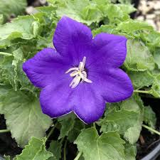 Pearl Deep Blue Bellflower : 1 Gallon