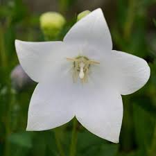 Pearl White Bellflower : 1 Gallon