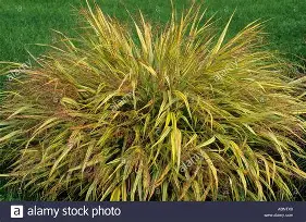 Japanese Forest Grass Aureola : 1 Gallon