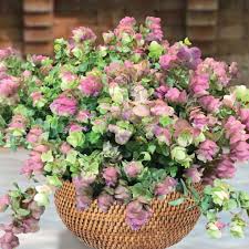 Ornamental Oregano : 1 Gallon