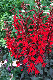 Black Truffle Lobelia : 1 Gallon