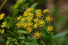 Golden Alexanders : 1 Gallon